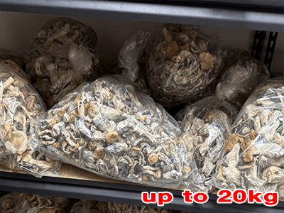 wholesale-mushes
